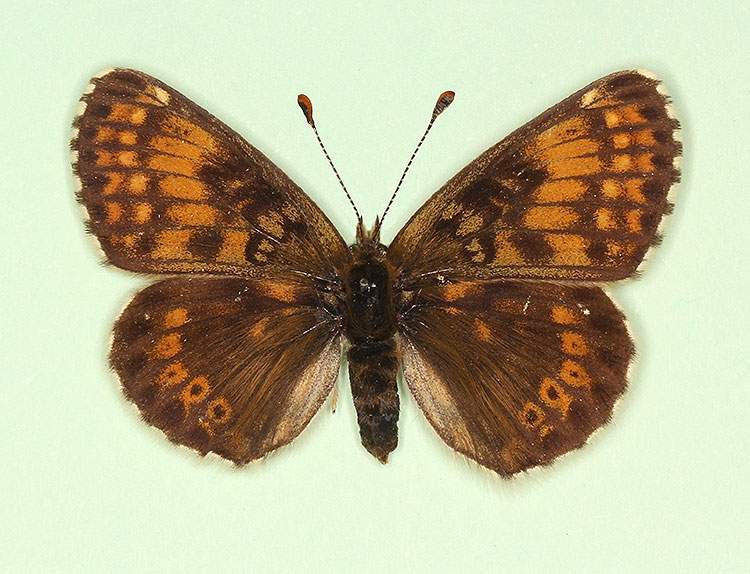 Melitaea cinxia female (aberrant form nov) (Internet Image property of respective owner, non-commercial use only)